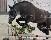 Capri FZ TosTour2013- S4 6267 : Arezzo, Arezzo Equestrian Centre, Capri FZ, Cavalli d'Italia, Toscana Tour 2013, foto di Stefano Secchi ©